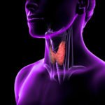 Щитовидная железа: какой врач лечит, болезни и метода лечения
