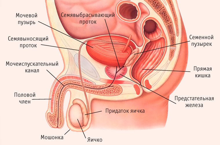 Строение мужской моче-половой системы